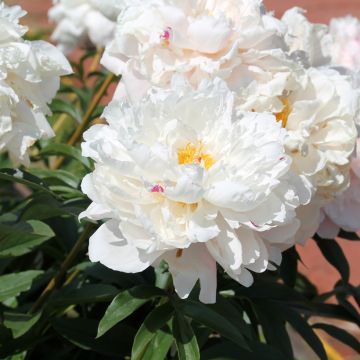 Peonia erbacea Reine Hortense