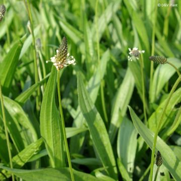 Plantago lanceolata - Piantaggine lanciuola
