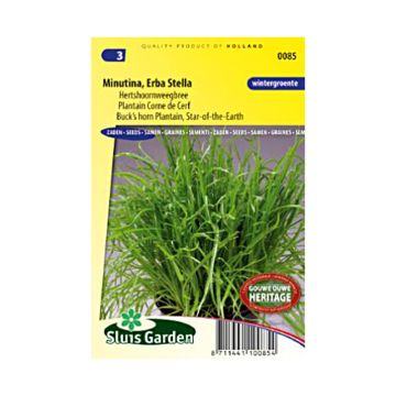 Plantago coronupus - Barba di cappuccino