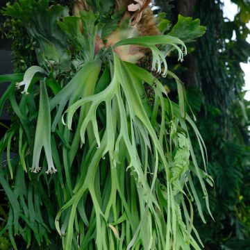Platycerium bifurcatum - Felce a corna di cervo