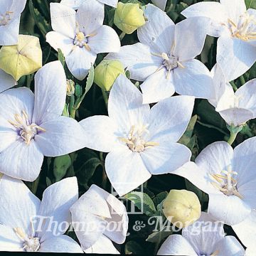 Platycodon grandiflorus Fuji White (semi) - Campanula cinese