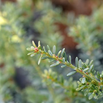 Podocarpus lawrencii Blue Gem