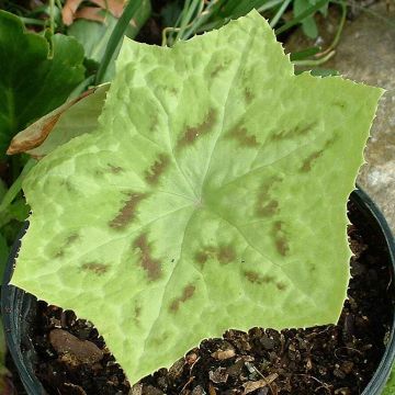 Podophyllum Kaleidoscope - Podofillo