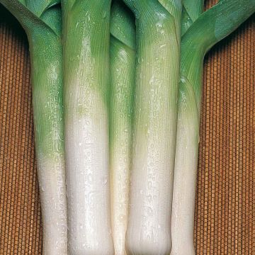 Porro Méridor