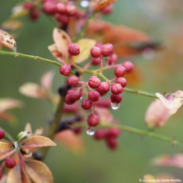 Zanthoxylum piperitum - Pepe del Sichuan