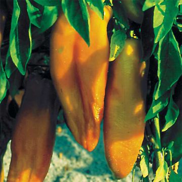 Peperone Corno di Toro Giallo