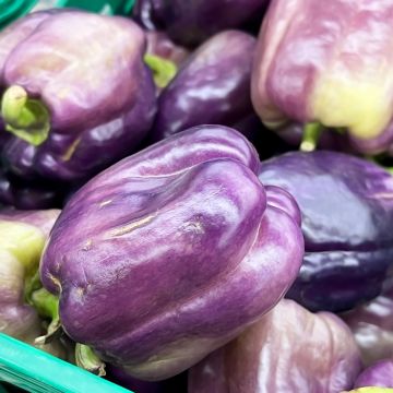 Peperone Purple Bell