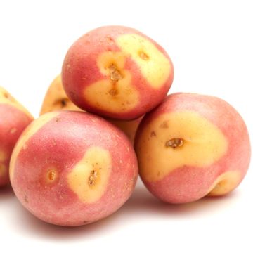 Patata Miss Blush