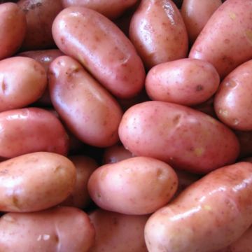 Patata Rosa dalla Francia