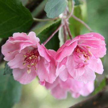 Malus Brandy Magic - Melo da fiore