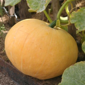 Zucca Gialla Gros de Paris NT - Ferme de Sainte Marthe