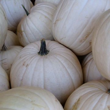 Zucca Snowman