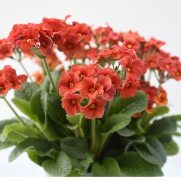Primula eliator Cottage Shades - Primula maggiore