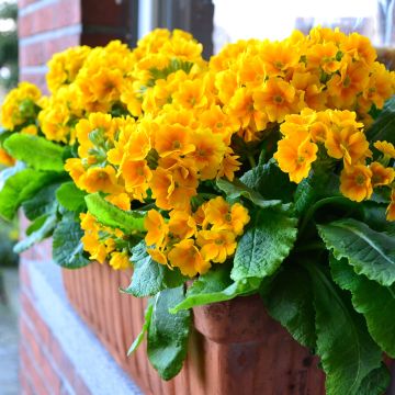 Primula eliator Veristar Yellow Gold - Primula maggiore