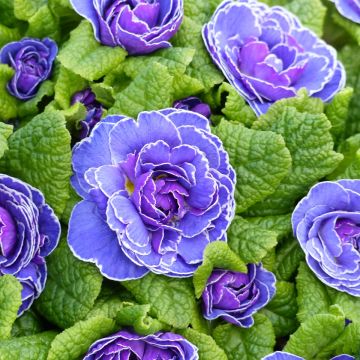 Primula Belarina Amethyst Ice