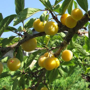 Prugnolo da siepe Mirabelle de Metz Bio
