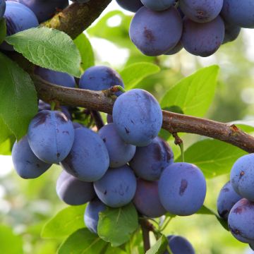 Prugna Mirablue