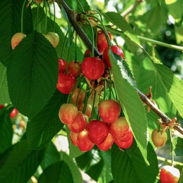 Ciliegio Büttners Rote Knorpelkirsche
