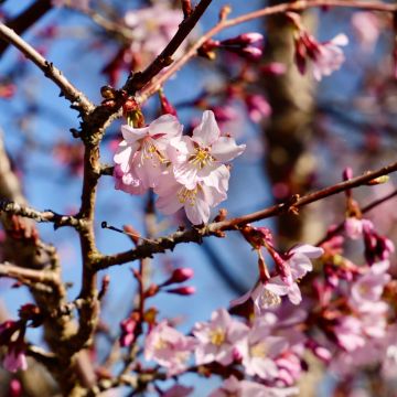 Prunus nipponica var. kurilensis Ruby - Ciliegio da fiore