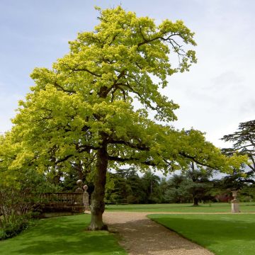 Quercus robur Concordia - Farnia
