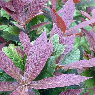 Quercus rysophylla Maya - Quercia