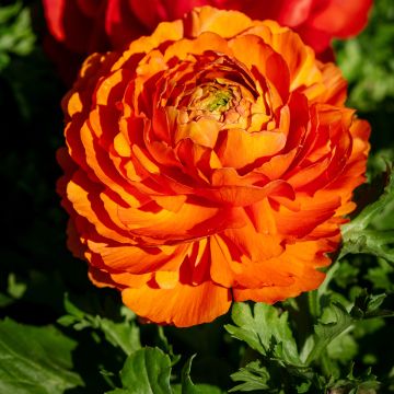 Ranuncolo Vortex F1 Orange