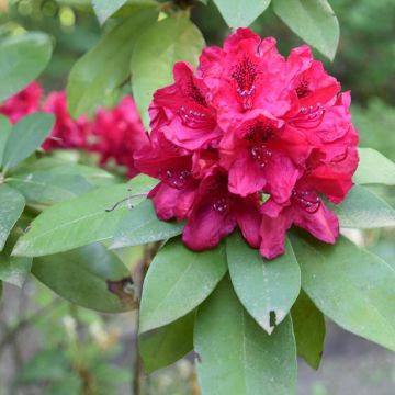 Rhododendron Moser's Maroon