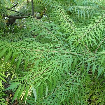 Rhus typhina Dissecta - Sommaco maggiore
