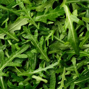Rucola Wildfire