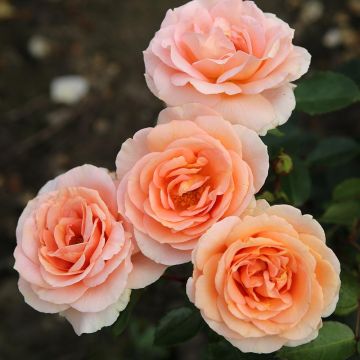 Rosa PATIO ROSE Impala KORsternfue - Rose ibrida di tea