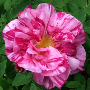 Rosa gallica Versicolor
