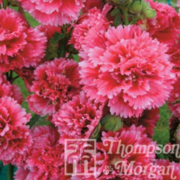 Alcea rosea Fiesta Time (semi) - Malvarosa