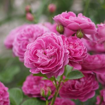 Rosa polyantha Blue Boy