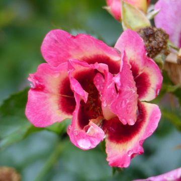 Rosa tappezzante Coral Babylon Eyes