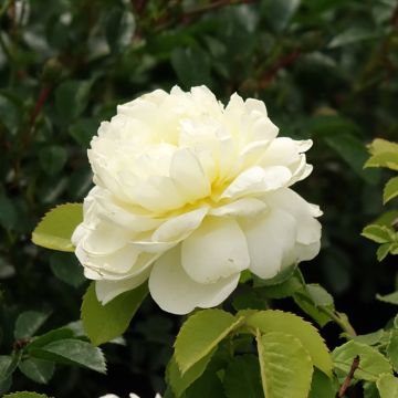 Rosa Imogen
