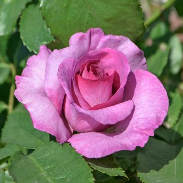 Rosa Mary Rose