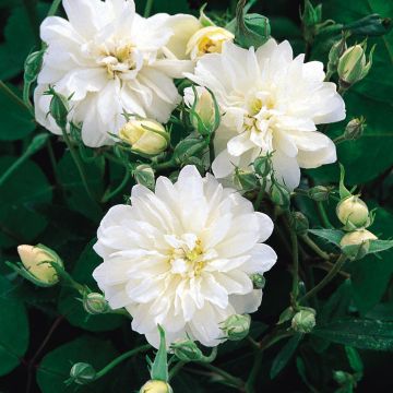 Rosa rampicante Snow Goose