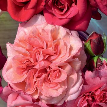Rosa tappezzante Pink Voluptia
