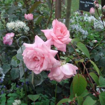 Rosa Eliza