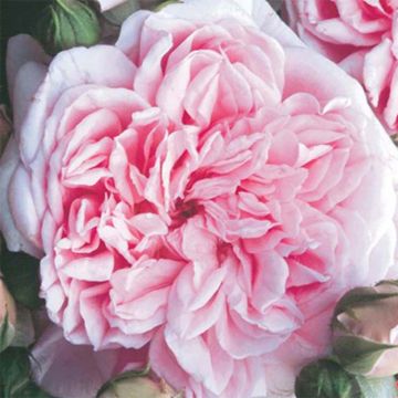 Rosa rampicante Times Past