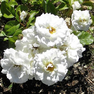Rosa Floribunda Irene of Denmark