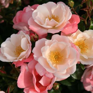 Rosa polyantha Nectar Garden Roseromantic