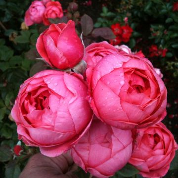Rosa polyantha PARFUMA Princesse de Jardin Marie José