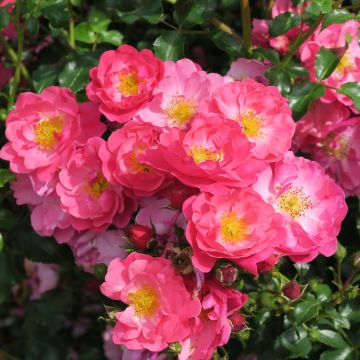 Rosa Rigo Rosen Hotline