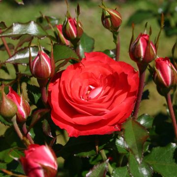 Rosa Rigo Rosen Princesse Disney