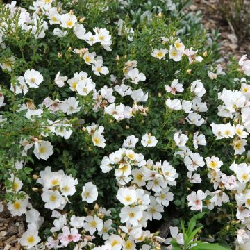 Rosa polyantha Rose du Soleil