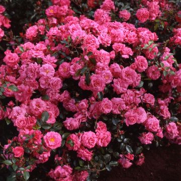 Rosa Urban Streetlight Rekord Pink Emely