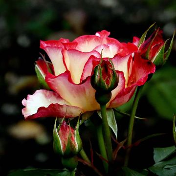 Rosa polyantha Betty Boop