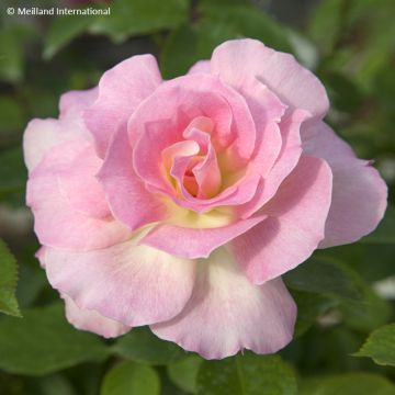 Rosa Floribunda Charles Aznavour