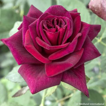 Rosa Black Perfumella - Rose ibrida di tea